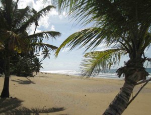 Coson through the trees, Las Terrenas, Dominican Republic