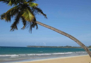 Leaning Palm Las Terrenas, Dominican Republic