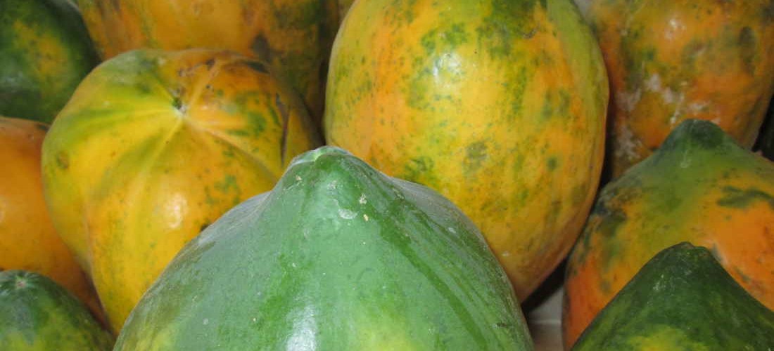 outstanding fruits of las terrenas dominican republic with beautiful orange and yellow papaya about the size of a small cantaloupe